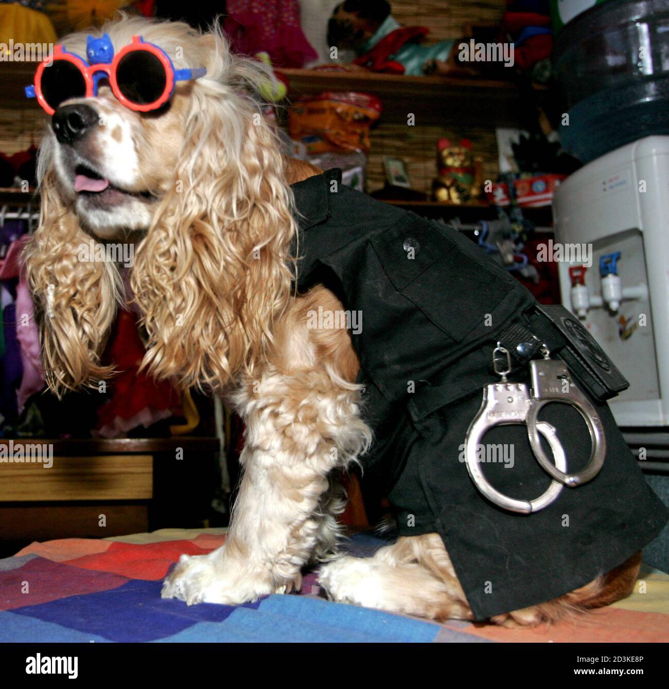 Un cocker spaniel lleva un par de gafas de sol y un traje de policía con  esposas en una tienda de mascotas famosa por los accesorios para perros en  Beijing. Un cocker