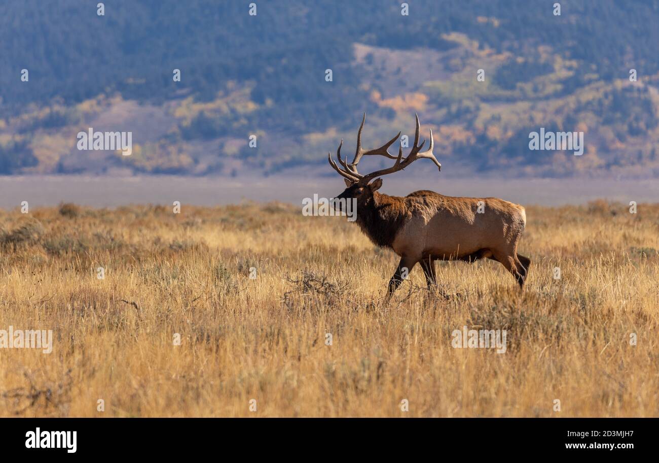 Alce de Toro en la Rut de Otoño en Wyoming Foto de stock