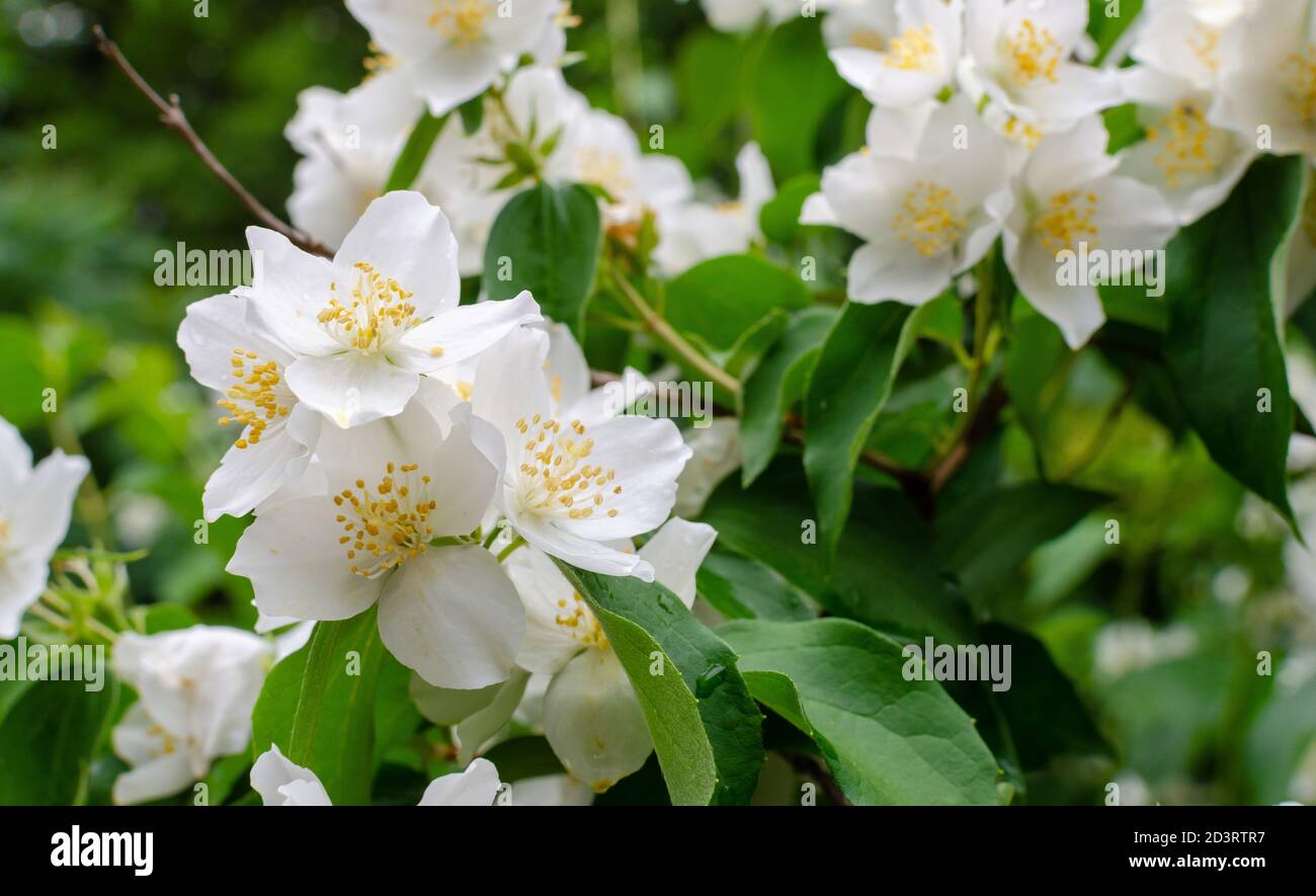 Cerca de las flores jazmín en el jardín japonés. Las flores blancas de  jazmín crecen en las ramas de un arbusto en verano. Profundidad de campo  reducida Fotografía de stock - Alamy