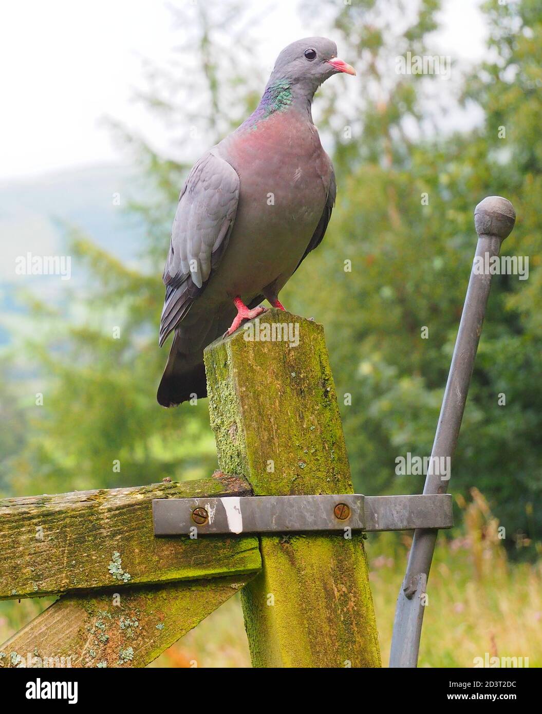 Gran angular imagen de la Paloma de Stock ( Columba oenas ) en el entorno típico de la campiña galesa, encaramado en gatepost, agosto de 2020. Foto de stock