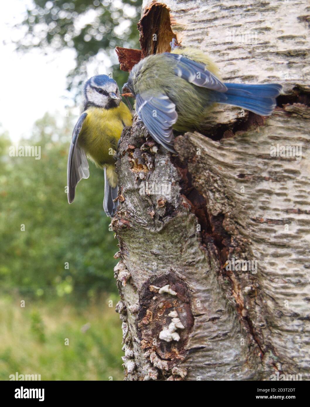 Azul Tit ( Cyanistes caeruleus ) imagen de gran angular que muestra dos aves luchando en el medio ambiente. Tomado con la trampa de la cámara del mando a distancia en Gales 2020. Foto de stock
