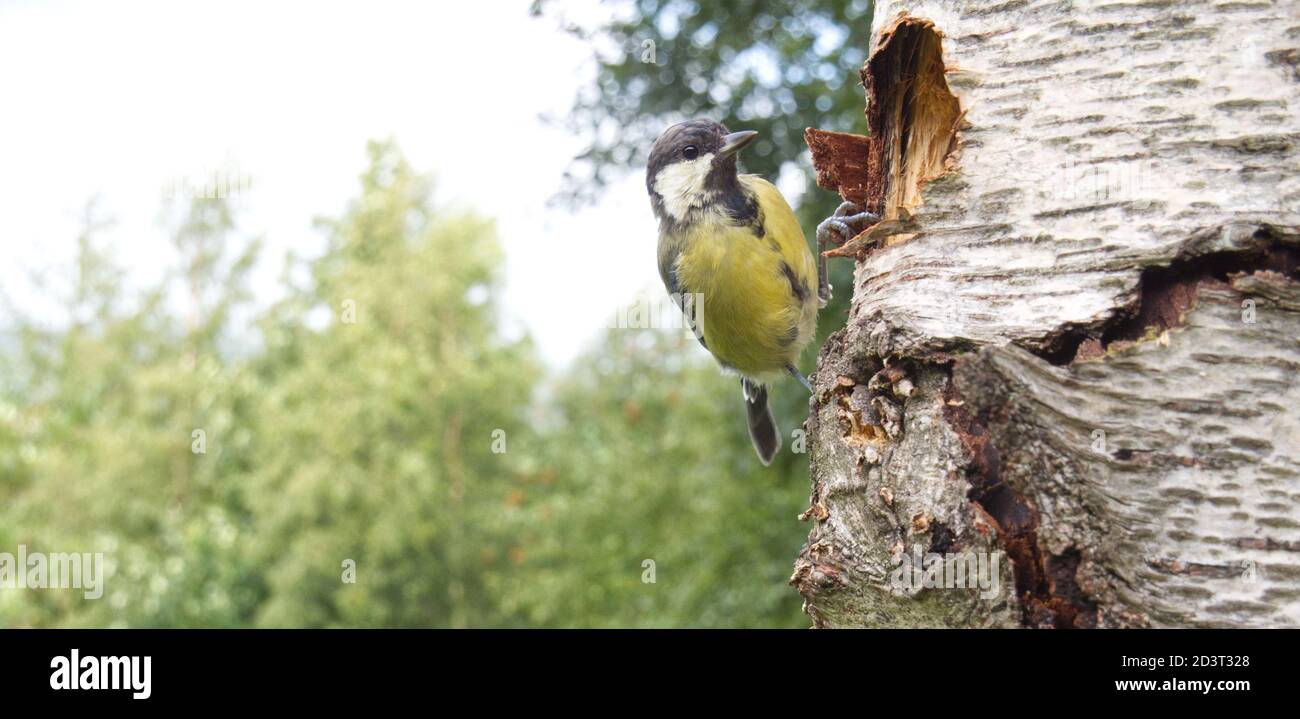 Gran Tit (Parus mayor) encaramado por el agujero del nido. Foto de pájaro de gran angular que muestra el medio ambiente, tomada en Gales 2020. Foto de stock