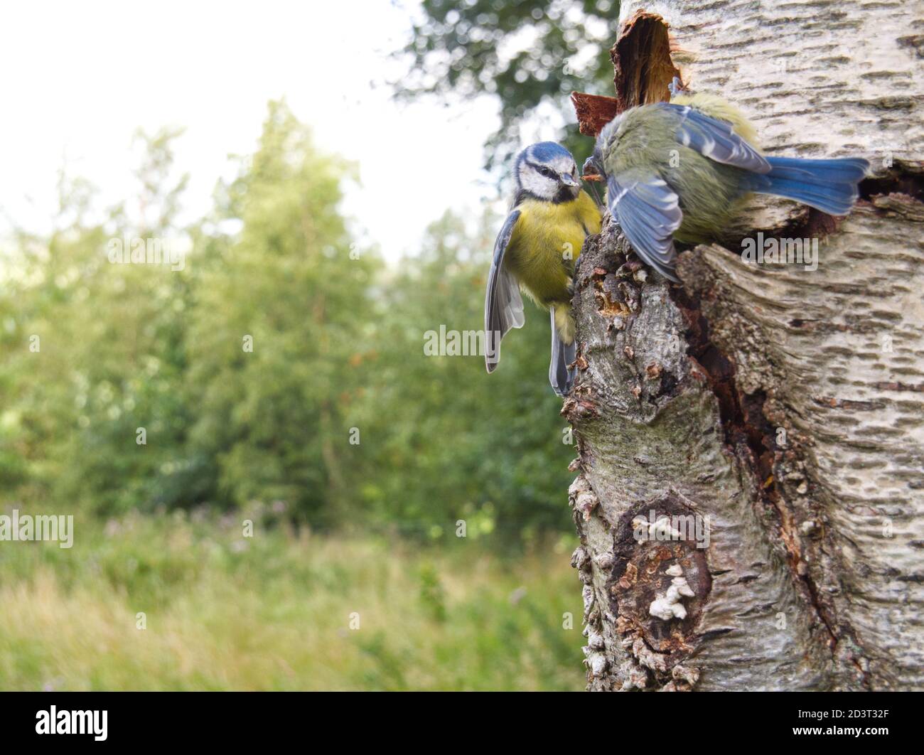 Azul Tit ( Cyanistes caeruleus ) imagen de gran angular que muestra dos aves luchando en el medio ambiente. Tomado con la trampa de la cámara del mando a distancia en Gales 2020. Foto de stock