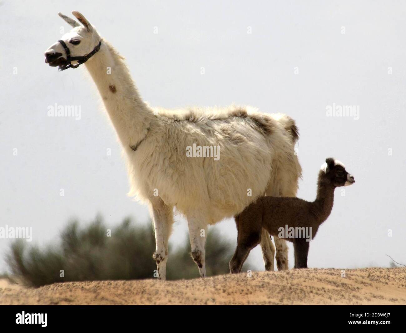 Kamilah, the world's second female Cama with its llama mother Selena stand  together at the Camel Reproduction Centre in Dubai on March 11, 2002.  Kamila was born on February 27, 2002 and