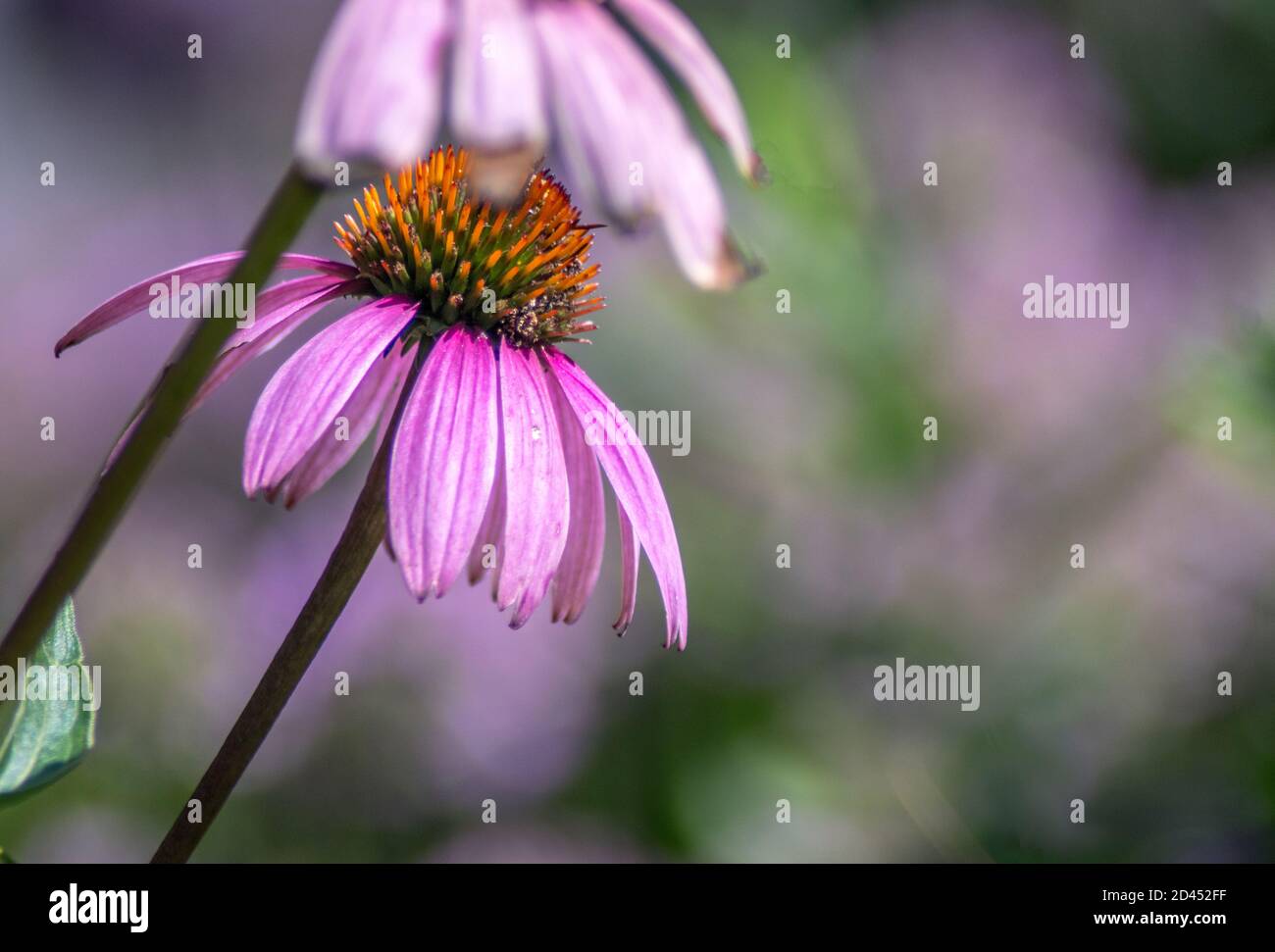 delicadas flores de conejina natural en un bonito jardín Fotografía de  stock - Alamy
