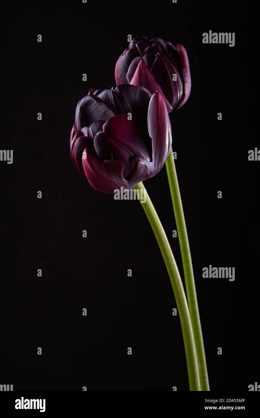 Par tulipanes púrpura oscuro en contraluz sobre un fondo negro Foto de stock