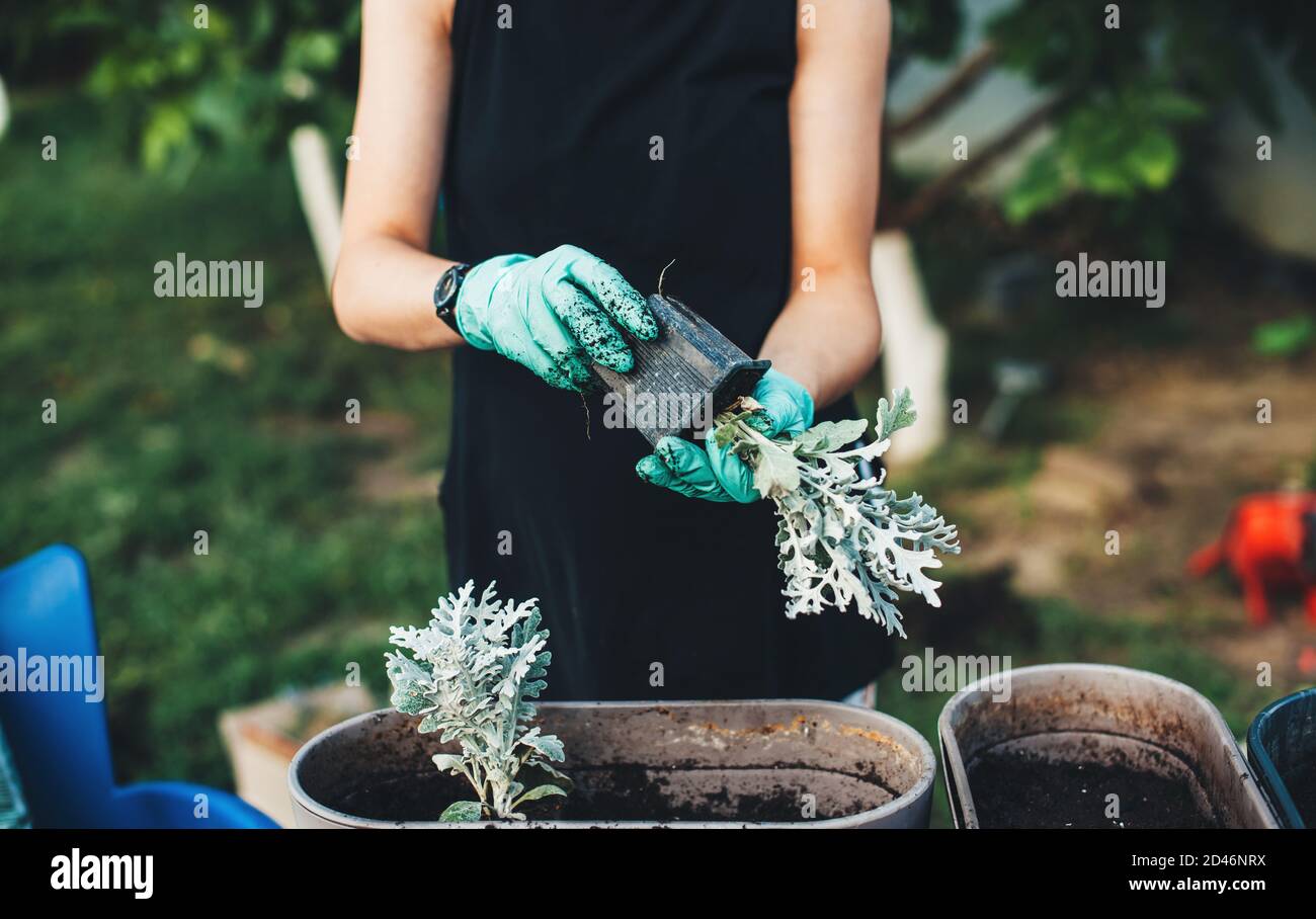 Una Mujer Con Guantes De Trabajo Vierte Tierra En Una Maceta De Flores  Blancas Para Replantar Una Flor Interior Imagen de archivo - Imagen de  nuevo, primer: 254320711