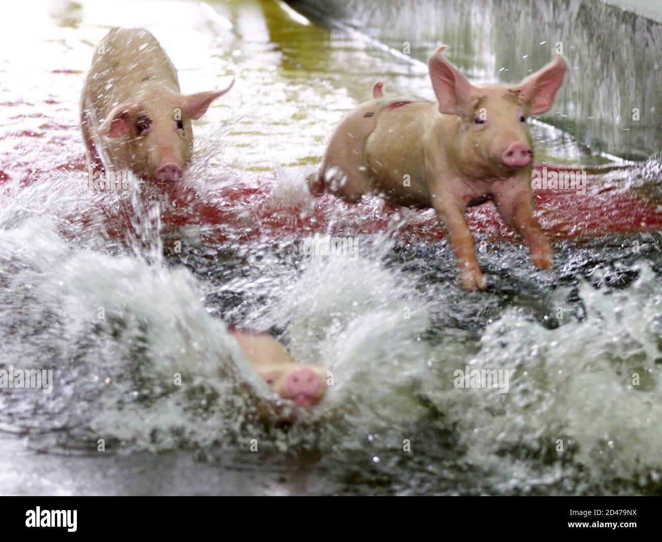 Carrera de cerdos en tailandia fotografías e imágenes de alta resolución -  Alamy