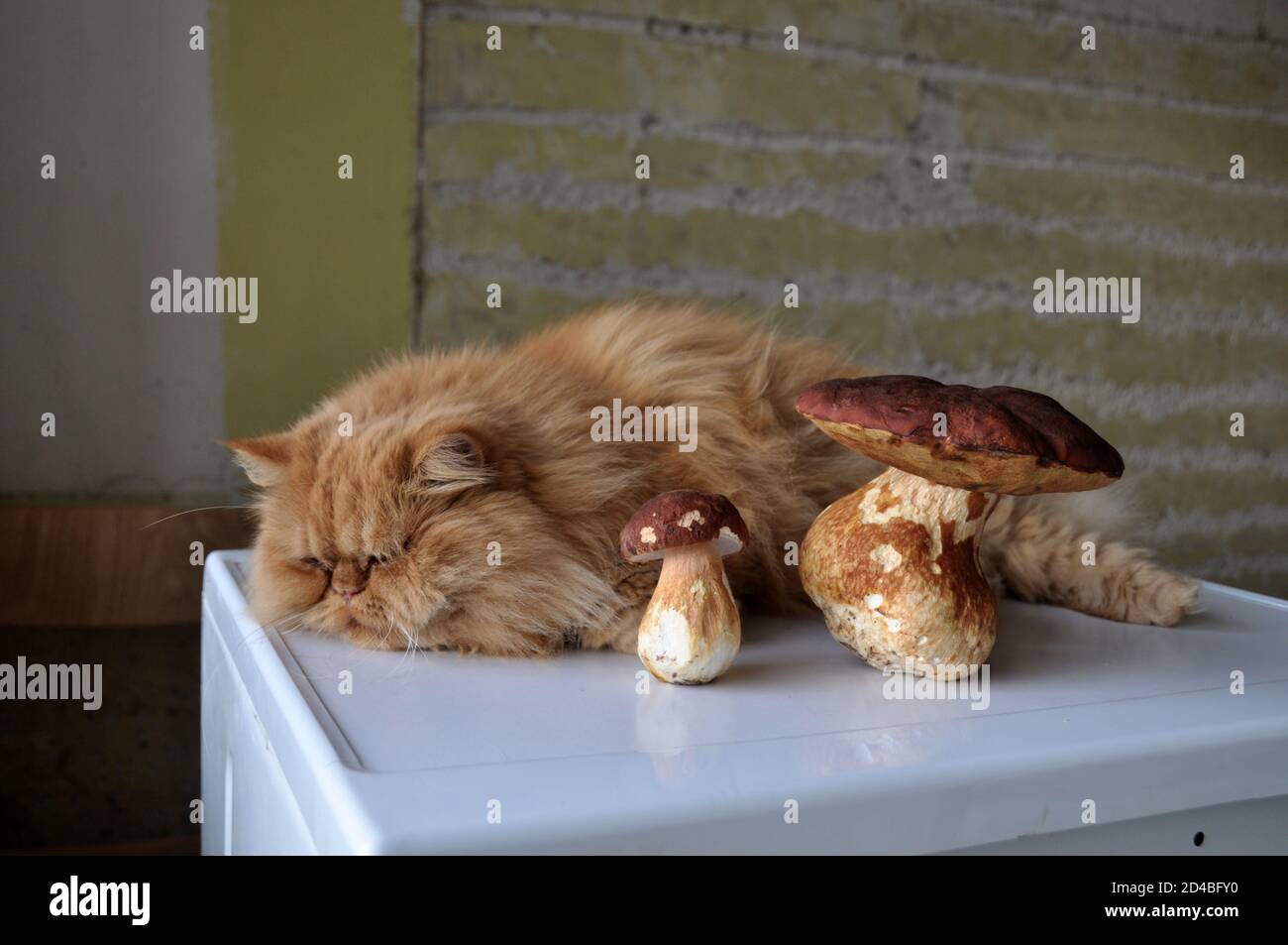 Gato rojo tumbado en una mesa cerca de los hongos. Foto de stock