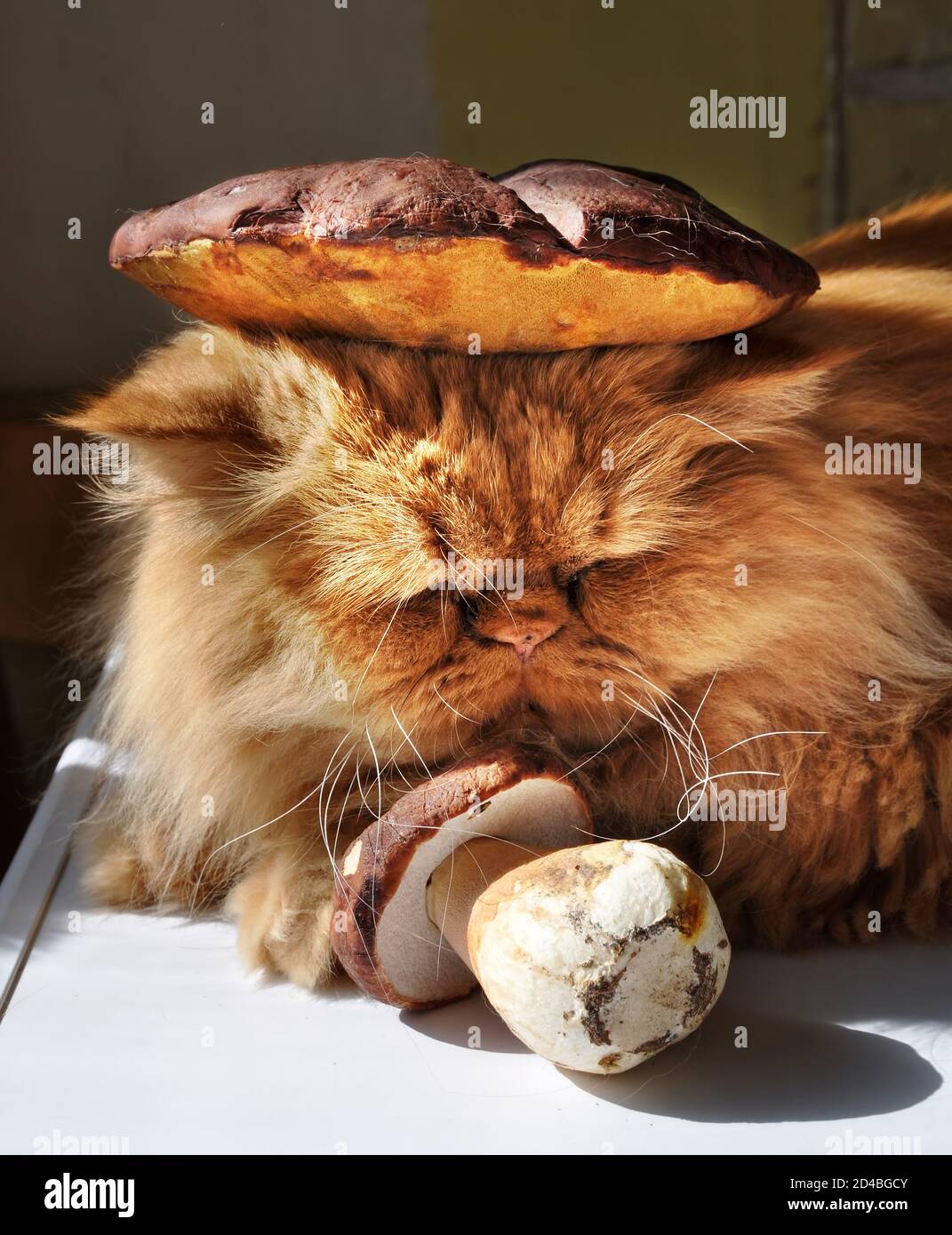 Gato rojo tumbado en una mesa cerca de los hongos. Foto de stock