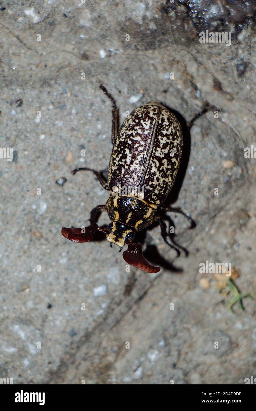 Tiro de cierre vertical de un escarabajo de la polyphylla fullo en el tierra Foto de stock
