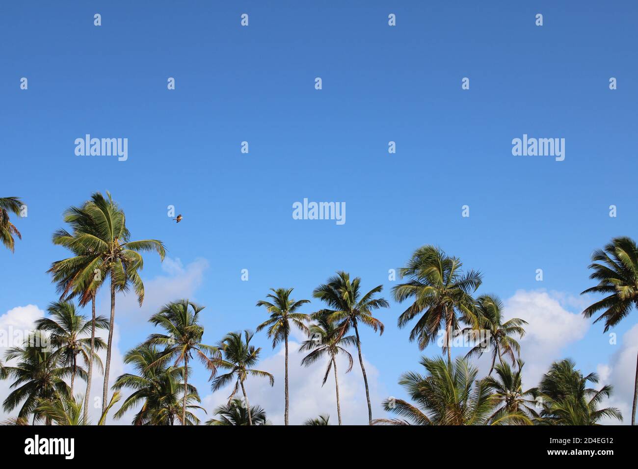 playa brasileña de coco de palmeras Fotografía de stock - Alamy
