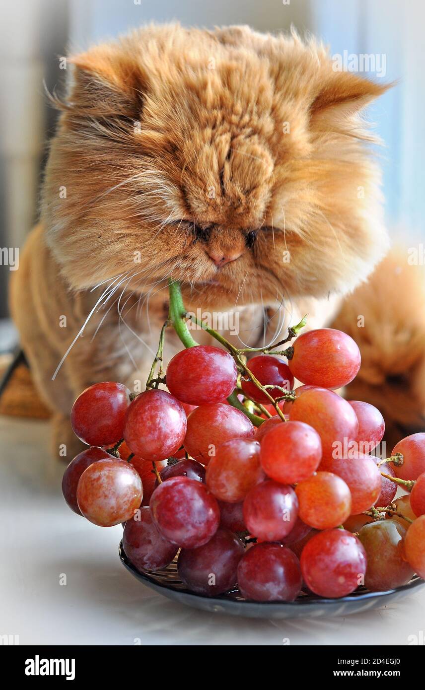 Gato rojo divertido comiendo uvas rojas en el alféizar Fotografía de stock  - Alamy