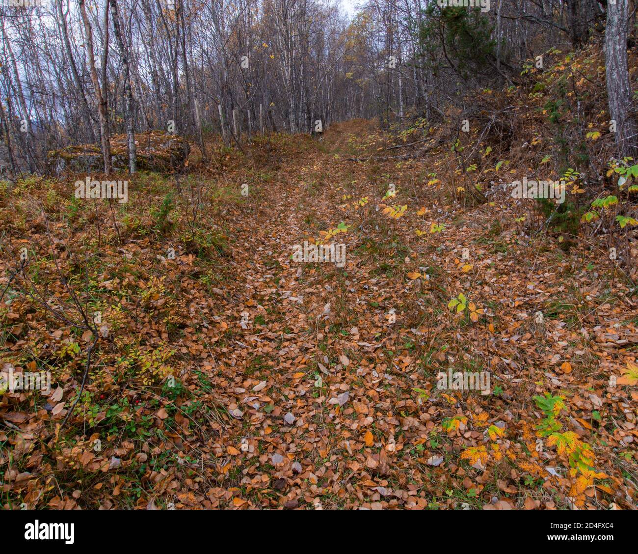 Woodland en un día de otoño en Noruega Foto de stock