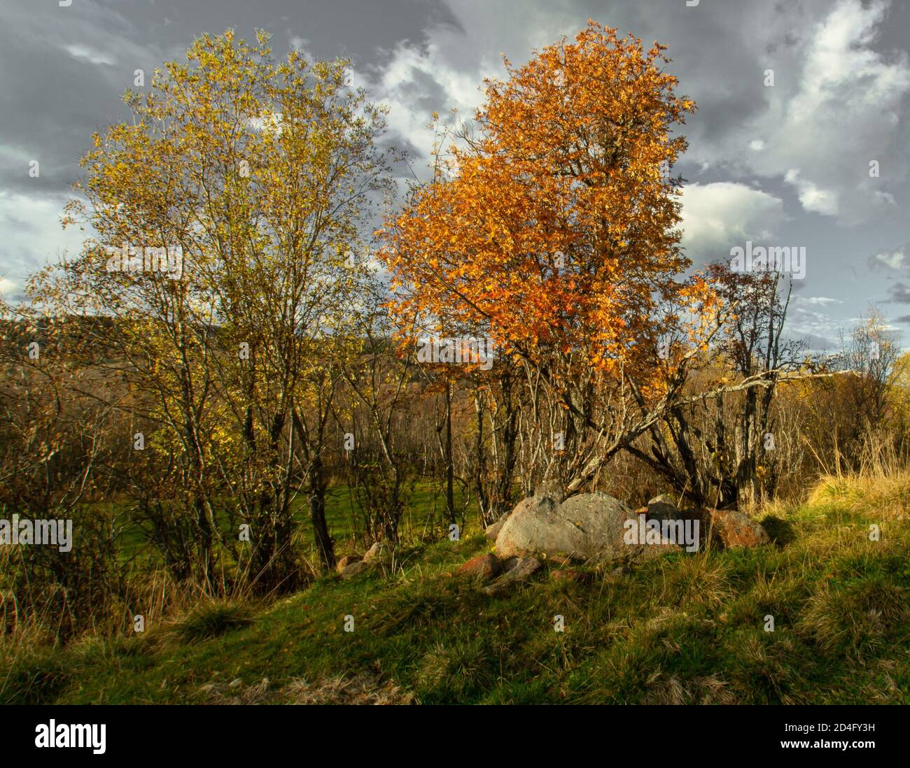 Rock and Tree un día de otoño en Noruega Foto de stock