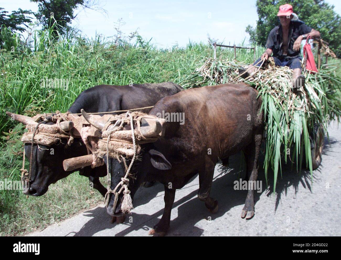 Ismael Rodríguez transporta comida vía carro de buey a través del barrio  Managua al Interior de la Habana. El uso de animales como medio de  transporte alrededor de Cuba se ha convertido