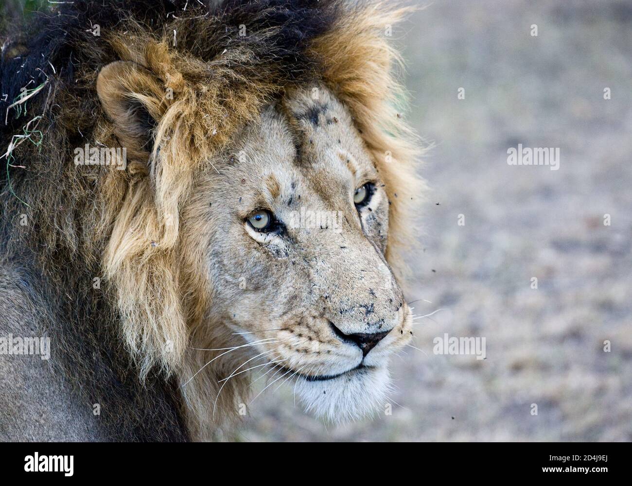 Un león macho con trozos de hierba en su mane Mira hacia la cámara en el Masai Mara de Kenia Foto de stock