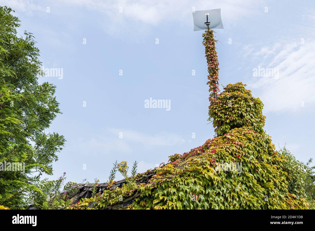 Hiedra de Boston, Parthenocissus tricuspidata, creciendo sobre una casa desierta en Naas, Condado de Kildare, Irlanda Foto de stock