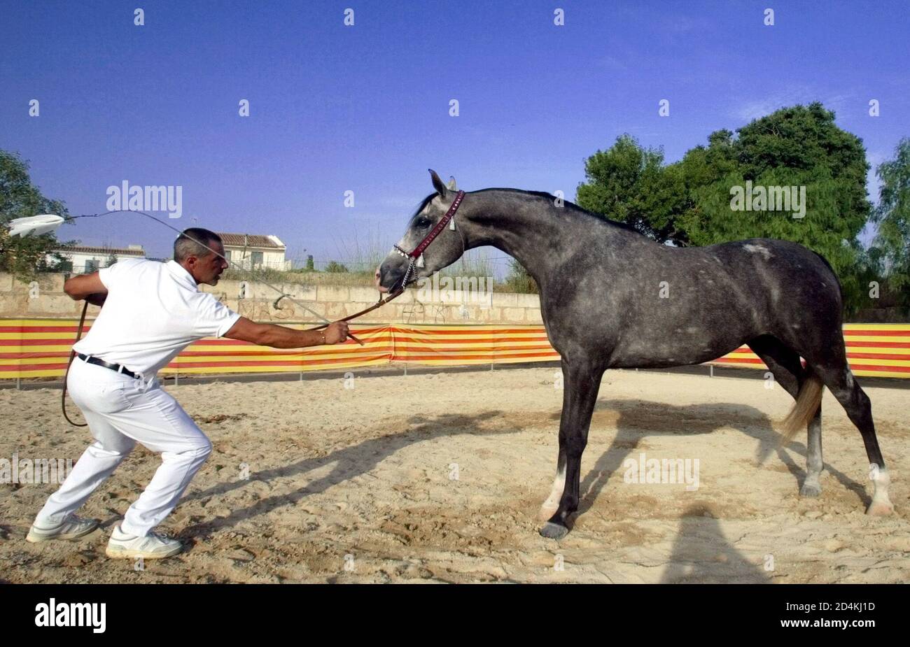 Un caballo español de pura sangre es puesto a su paso por un entrenador  experto en Sencellas, Mallorca, 15 de junio de 2003. Sencellas celebra su  segundo campeonato de caballos pura sangre