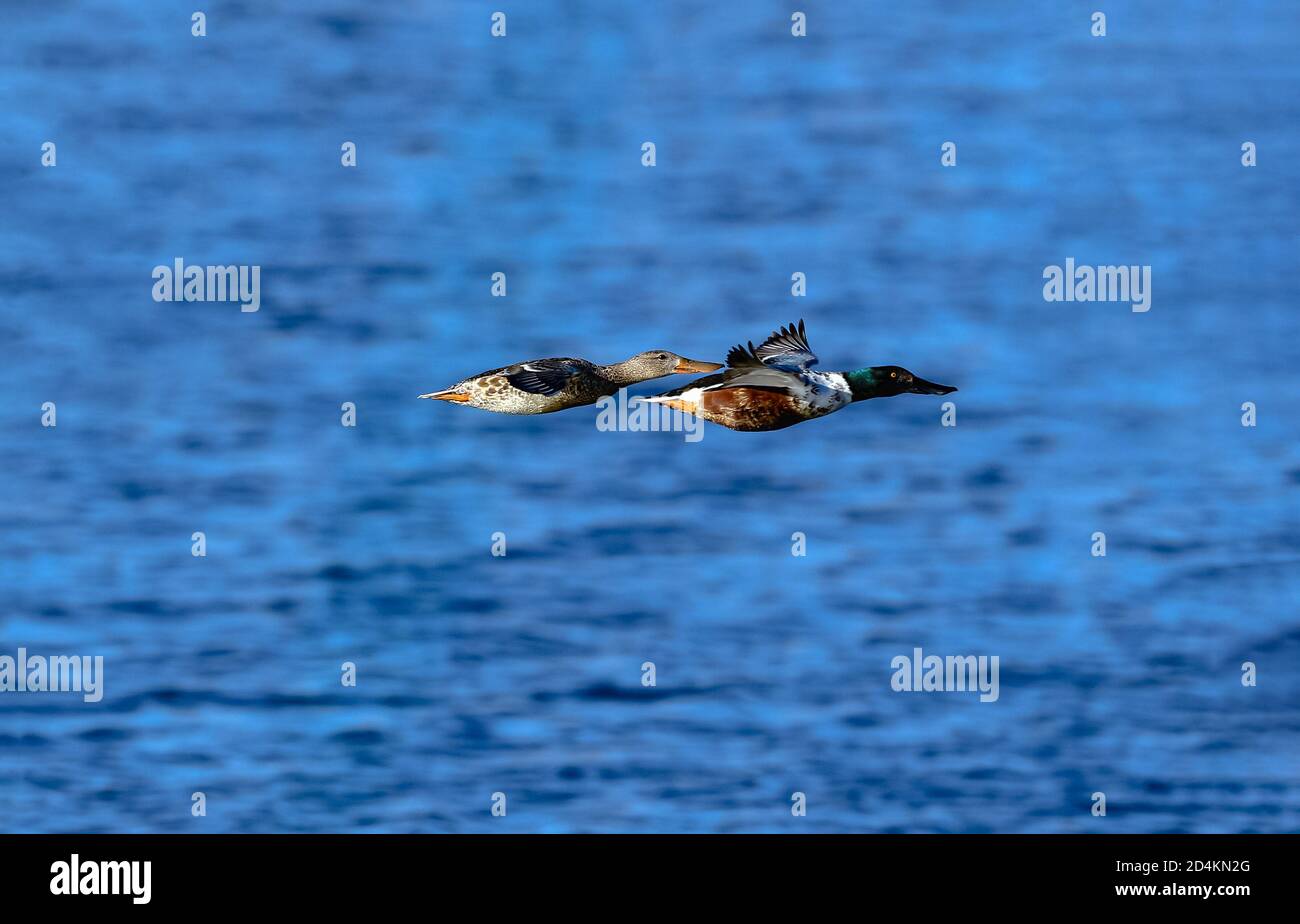 Un par de patos del Norte de Shoveler volando sobre un cuerpo azul profundo de agua. Foto de stock