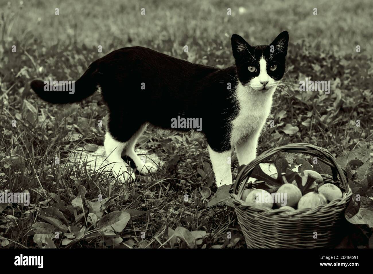gato blanco y negro en el campo verde con mimbre cesta llena de fruta de higos Foto de stock