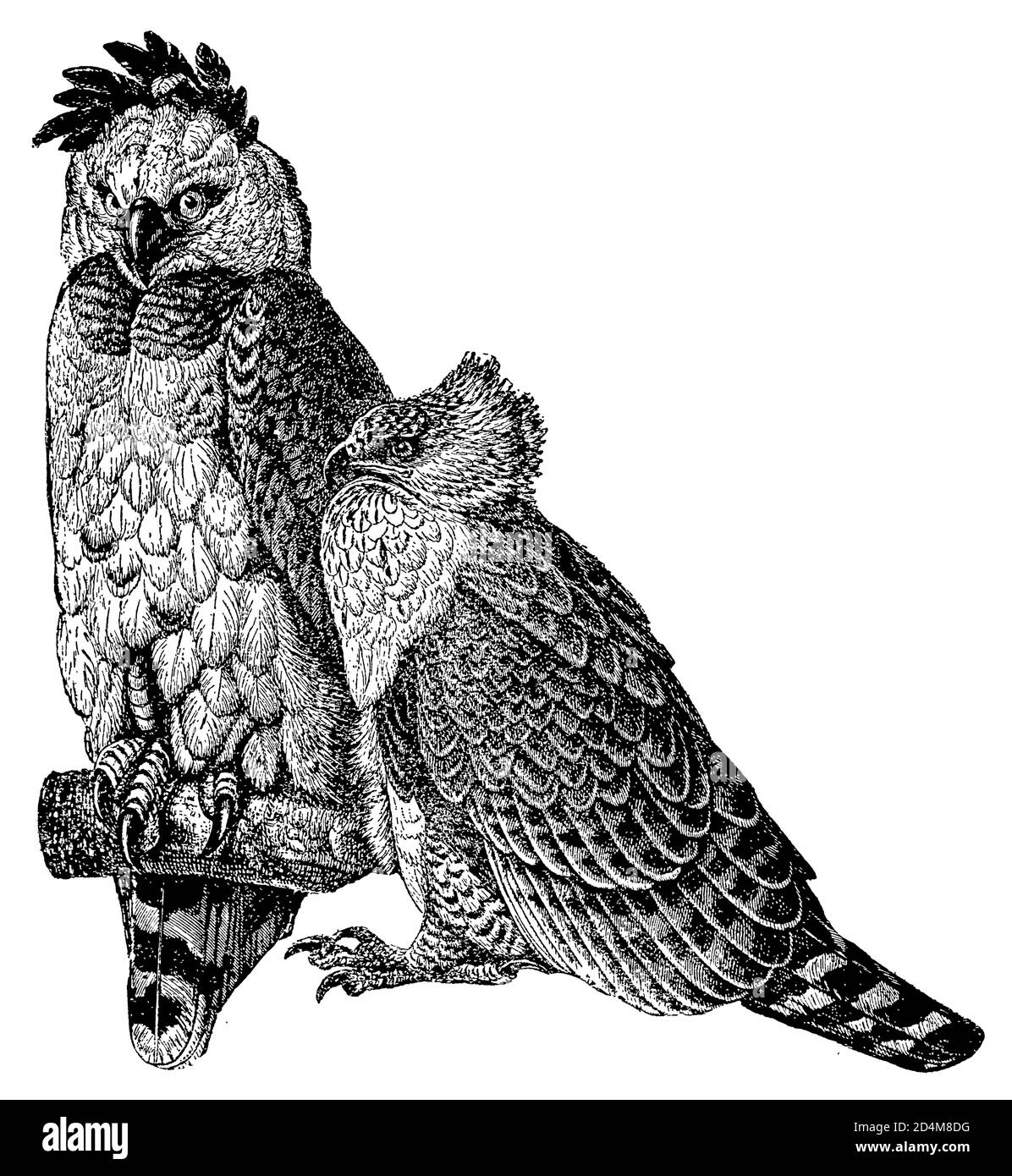 Aguila harpia Imágenes recortadas de stock - Alamy