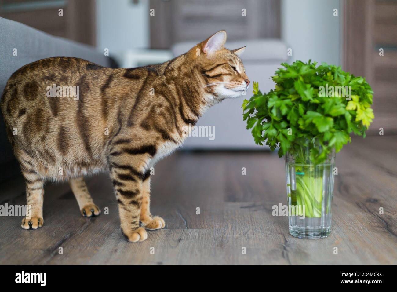 Cierre de un gato de Bengala cerca de cilantro en un jarrón lleno de agua  en el suelo Fotografía de stock - Alamy