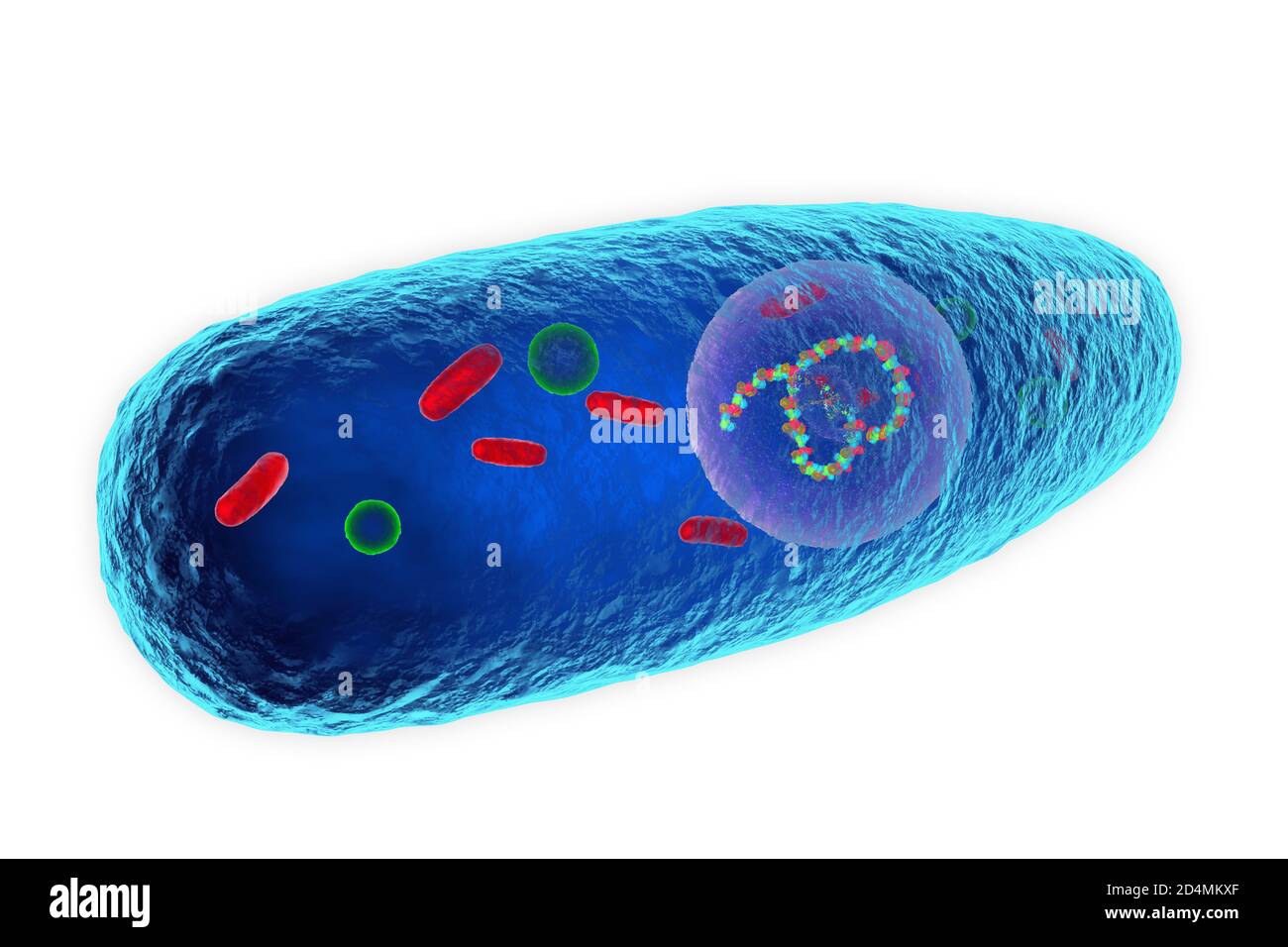 Pasteurella multocida fotografías e imágenes de alta resolución Alamy