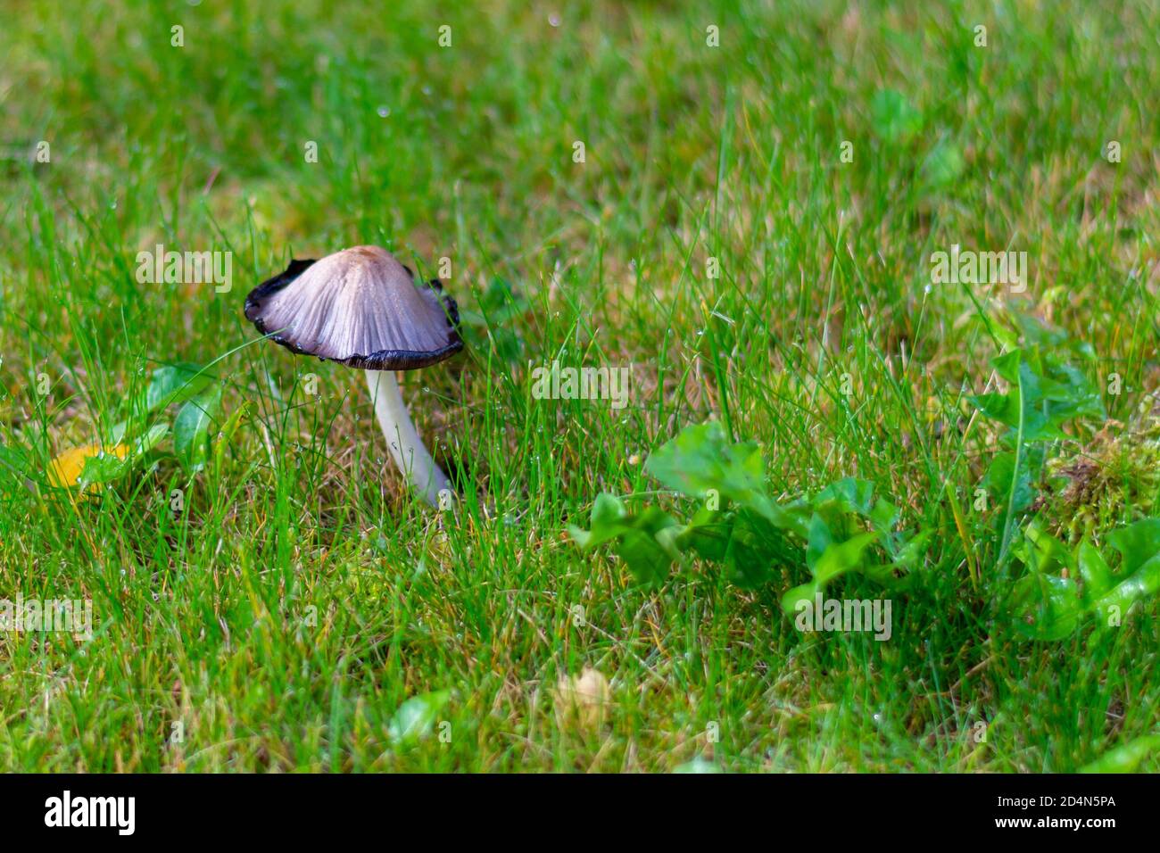 Hongos de tinta sobre hierba verde en gotas de rocío. Hermoso hongo de otoño. Foto de stock