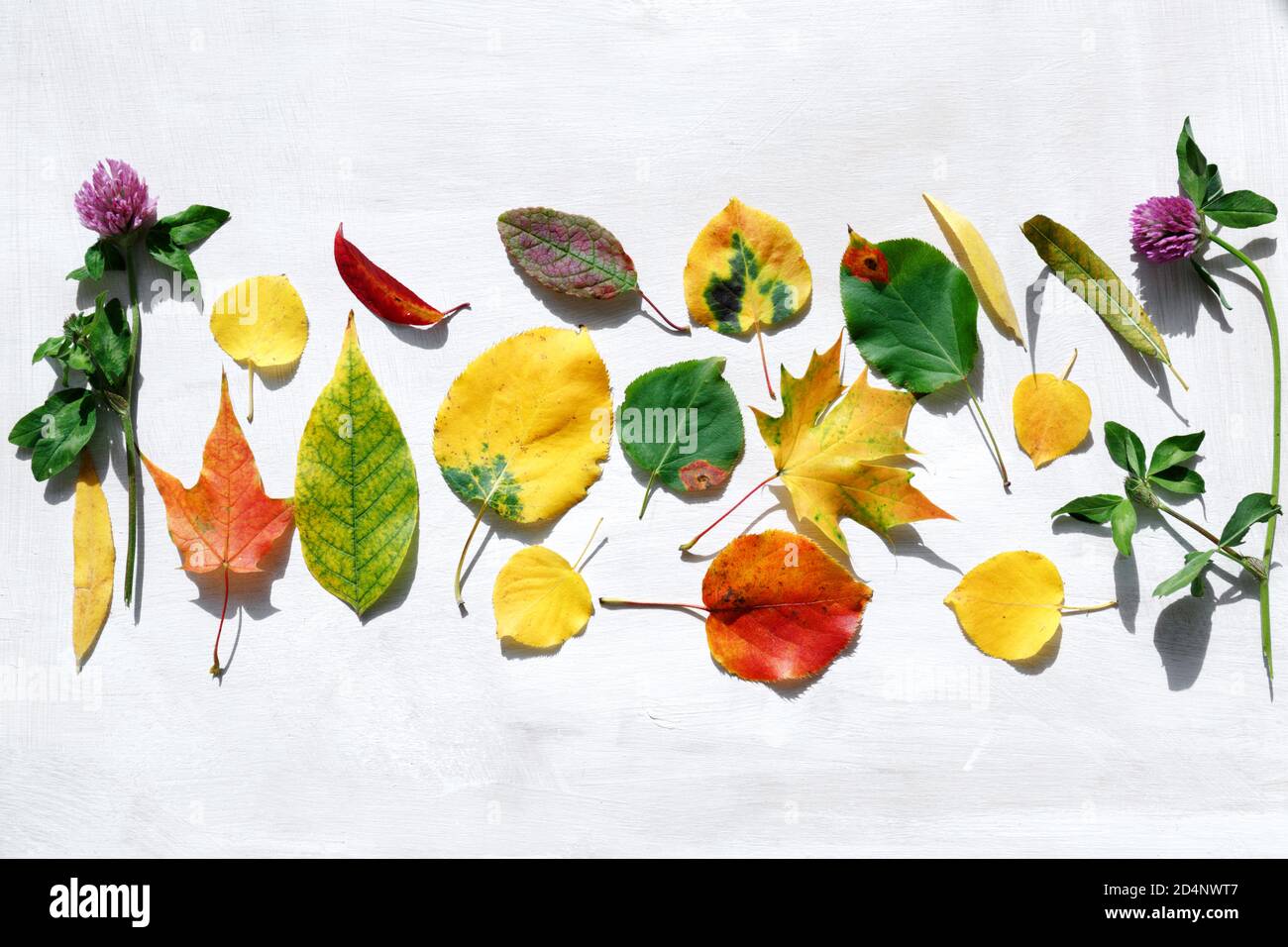 Las hojas de otoño de varios árboles están dispuestas en la superficie. Follaje rojo brillante, amarillo y verde para el herbario. Hora de Oro del otoño. Foto de stock