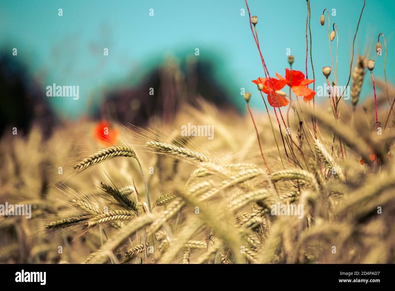 Primer plano de orejas maduras de trigo y amapola roja semillas en otoño Foto de stock