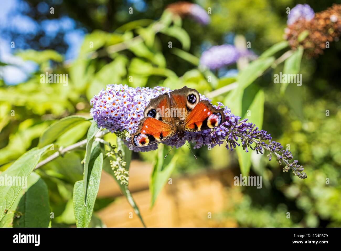 Aglais io, mariposa de pavo real en flores buddleia en verano, Condado de Kildare, Irlanda Foto de stock