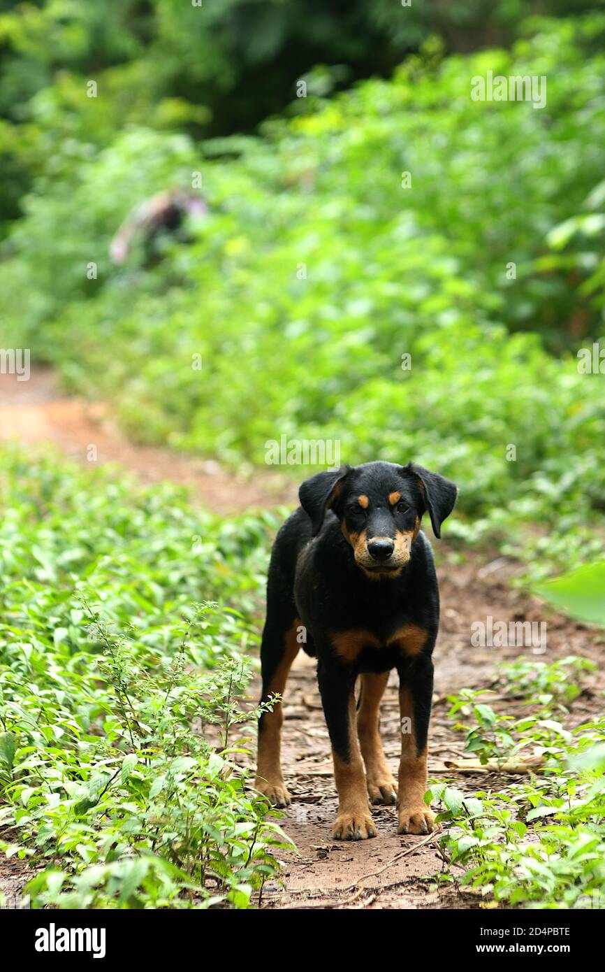 Perro negro de raza mixta. Tiene un color marrón en las cejas, la boca, el  pecho y las cuatro piernas. Mirando al fotógrafo Fotografía de stock - Alamy