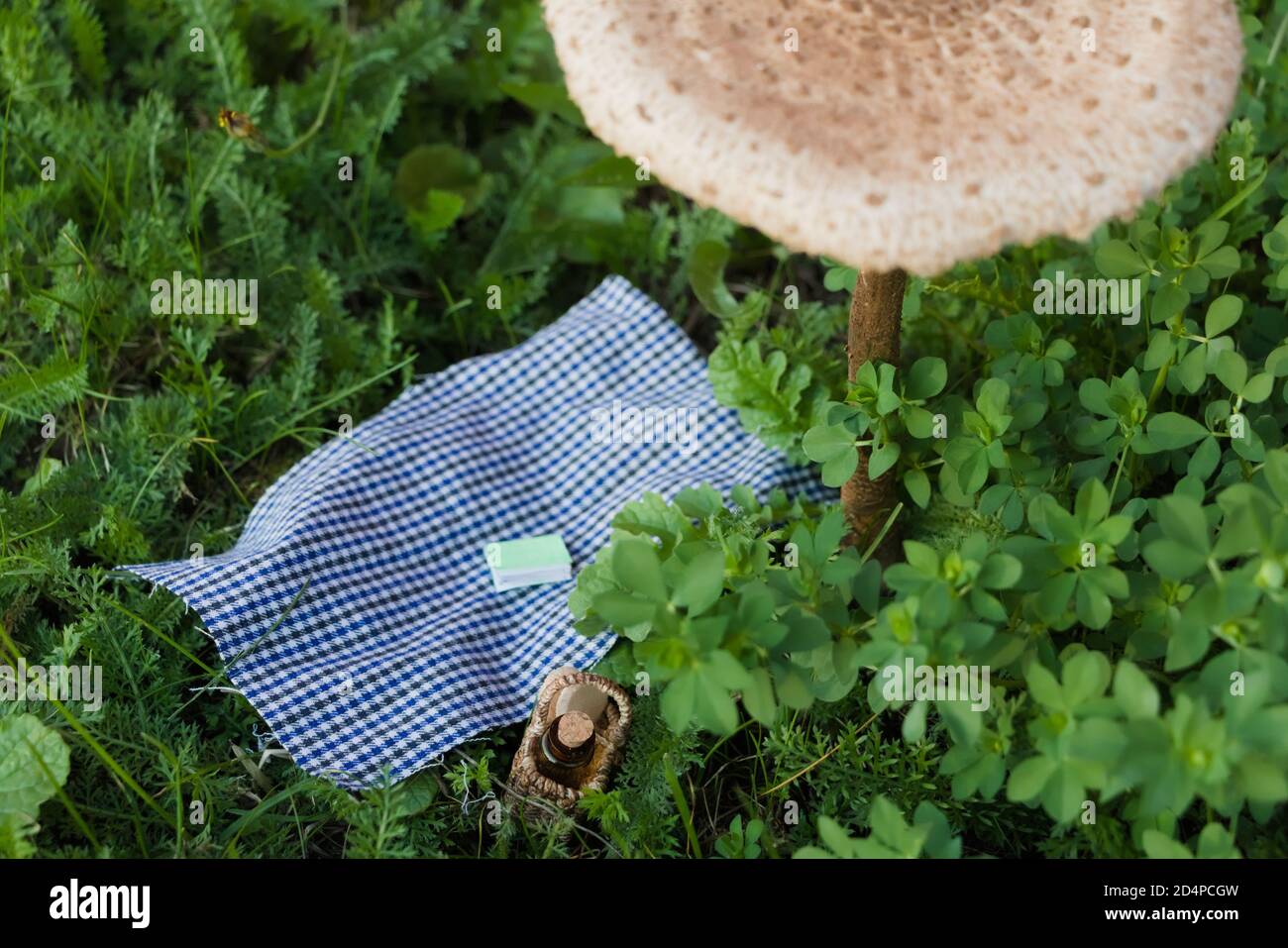 Hoja de picnic en miniatura colocada debajo de un hongo parasol (Macrolepiota procera) Foto de stock