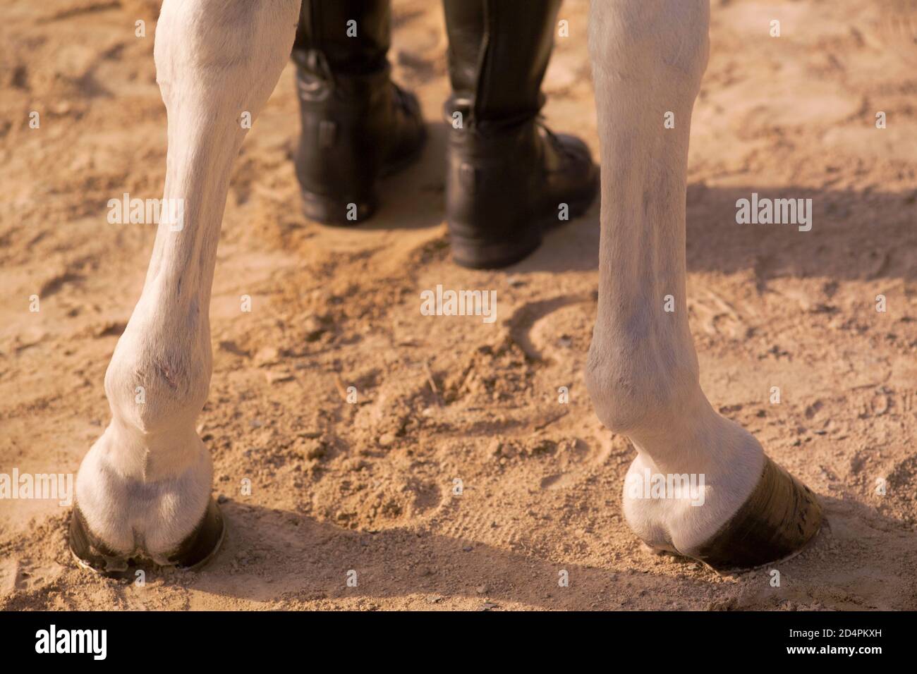 A Los Pies Del Caballo Caballo Con Pies Blancos Fotos e Imágenes de stock - Alamy