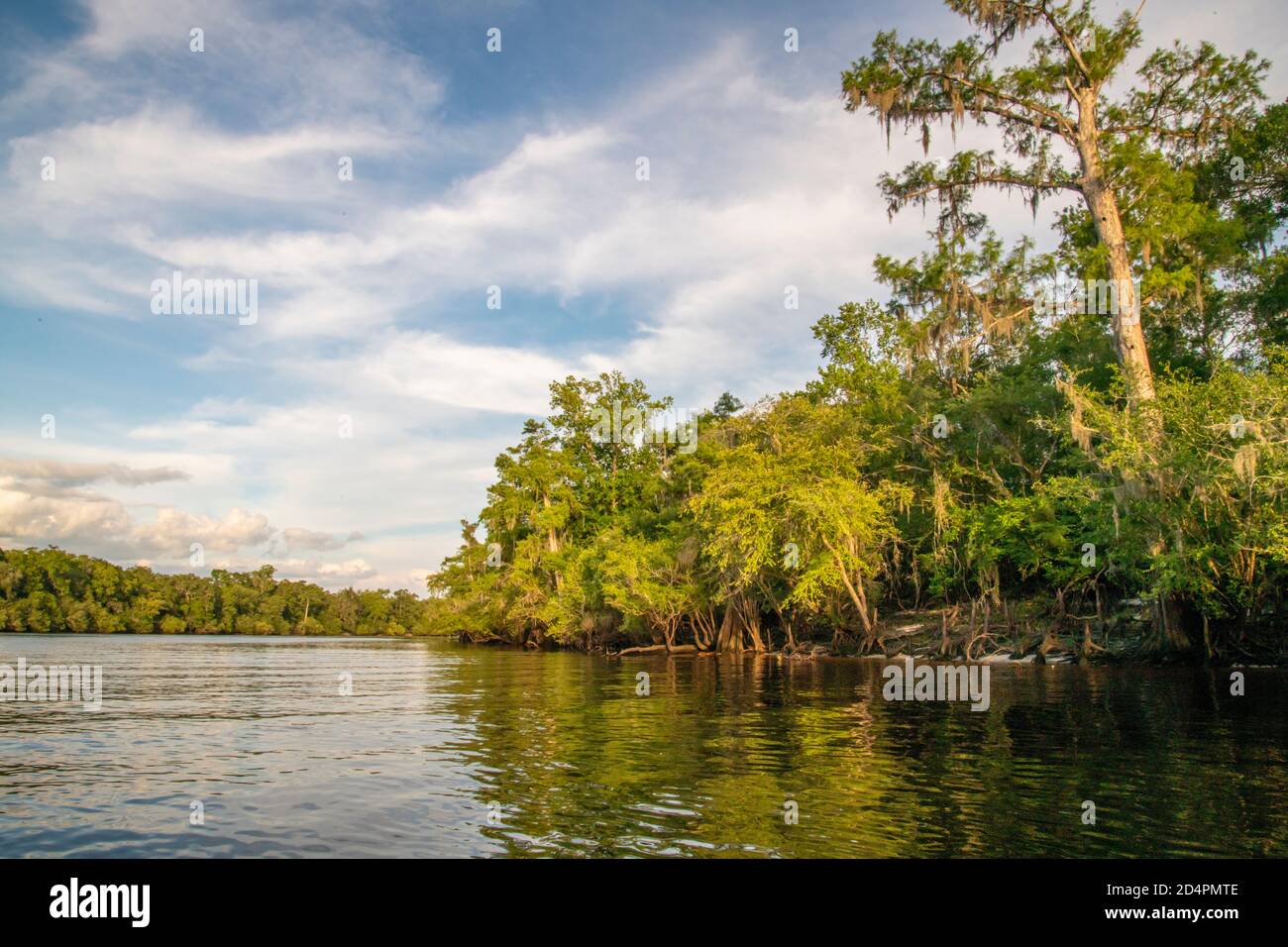Vegetación natural a lo largo de Suwanee River Waterway cerca de Rock Bluff, FL Foto de stock