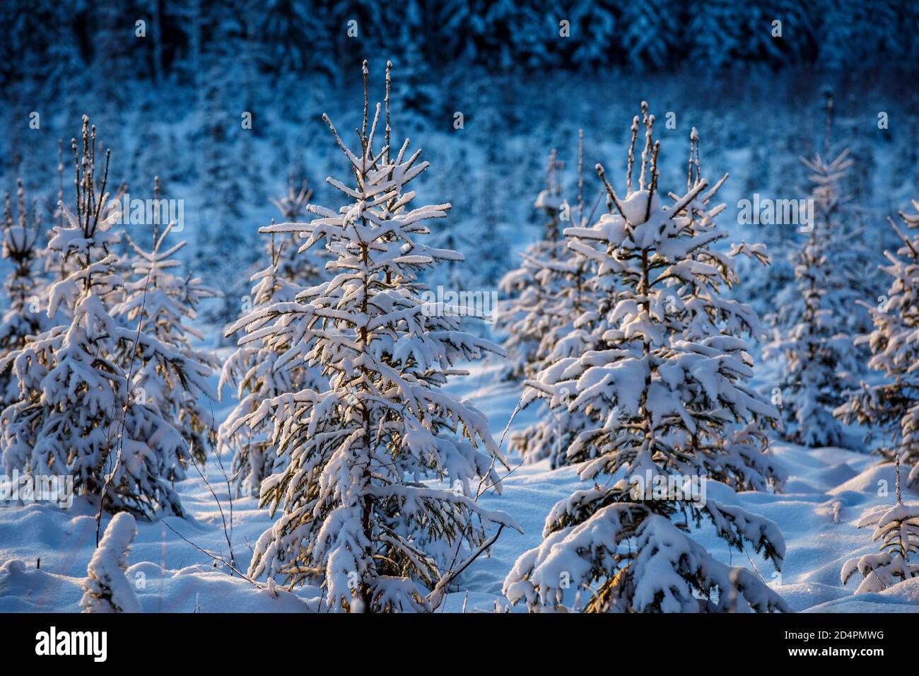 Pintas de picea europea nevadas ( Picea Abies ) Finlandia Fotografía de - Alamy