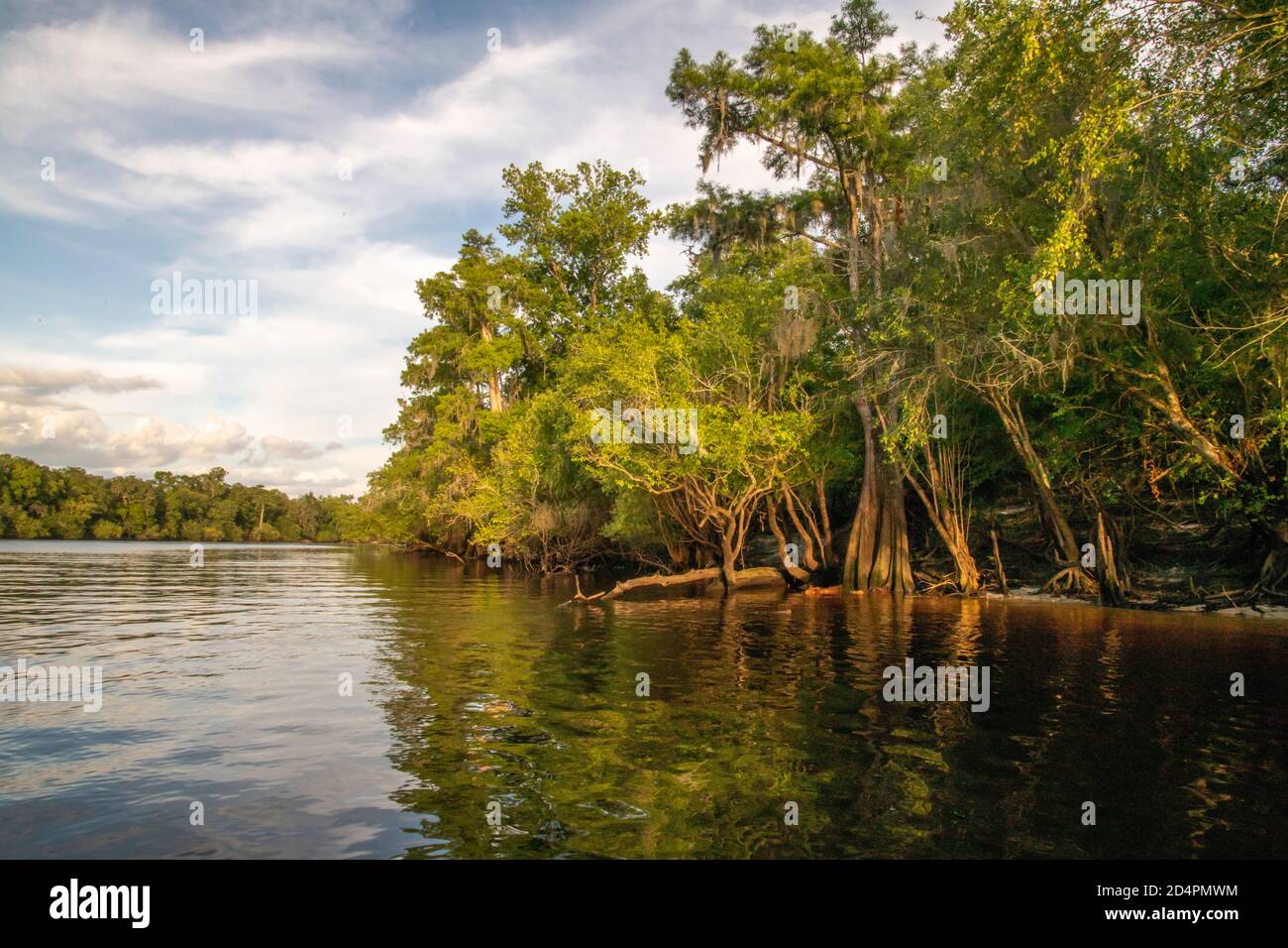 Vegetación natural a lo largo de Suwanee River Waterway cerca de Rock Bluff, FL Foto de stock