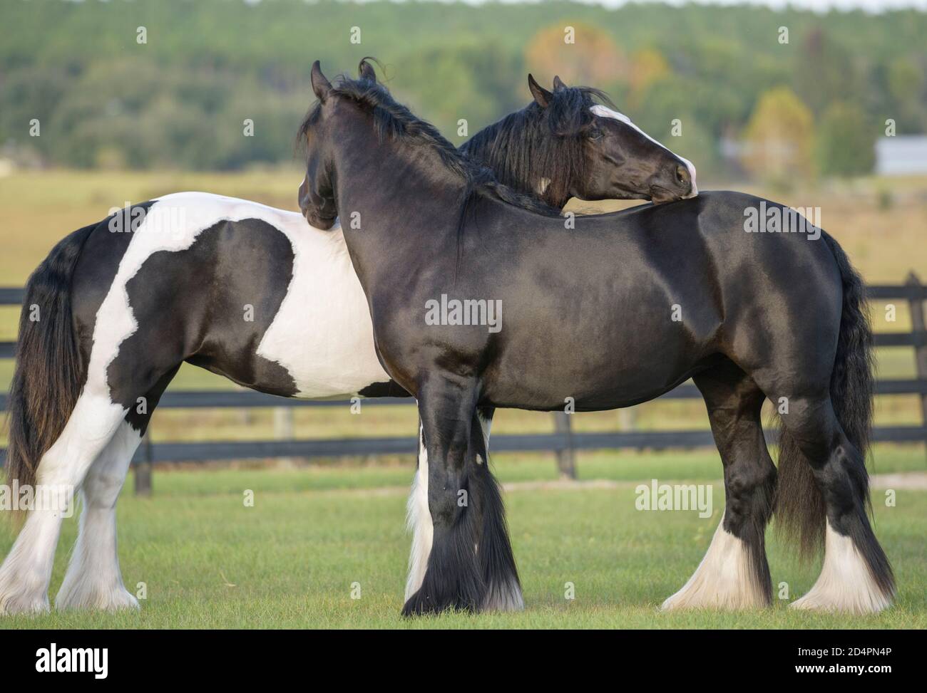 Gypsy Vanner Horse filia novio y socializar Foto de stock