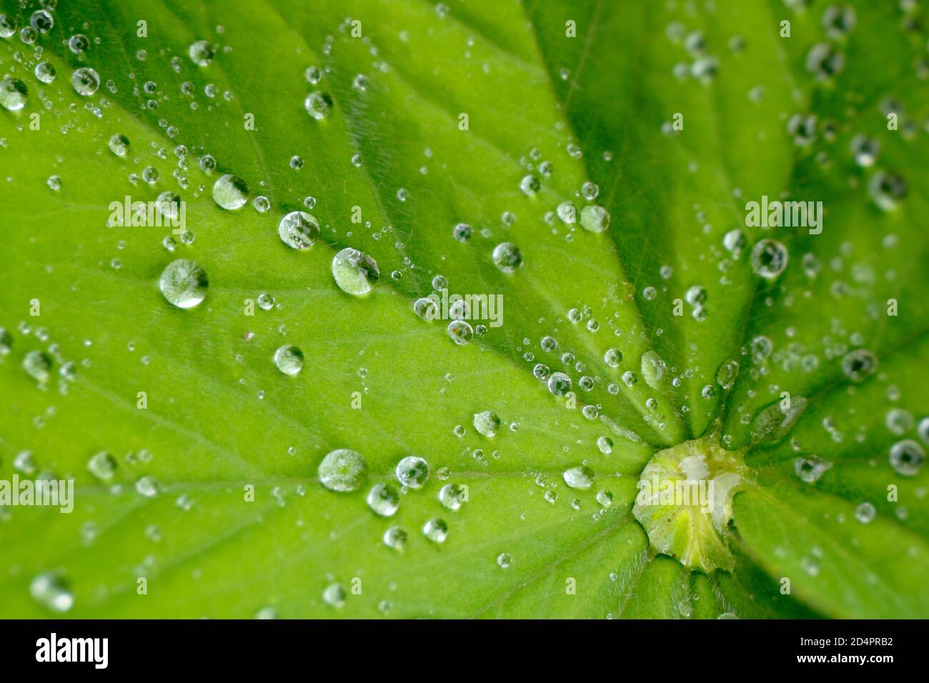 Alchemilla mollis. Gotitas de agua de lluvia agrupadas en la hoja de mantle de Lady en un jardín inglés. REINO UNIDO Foto de stock