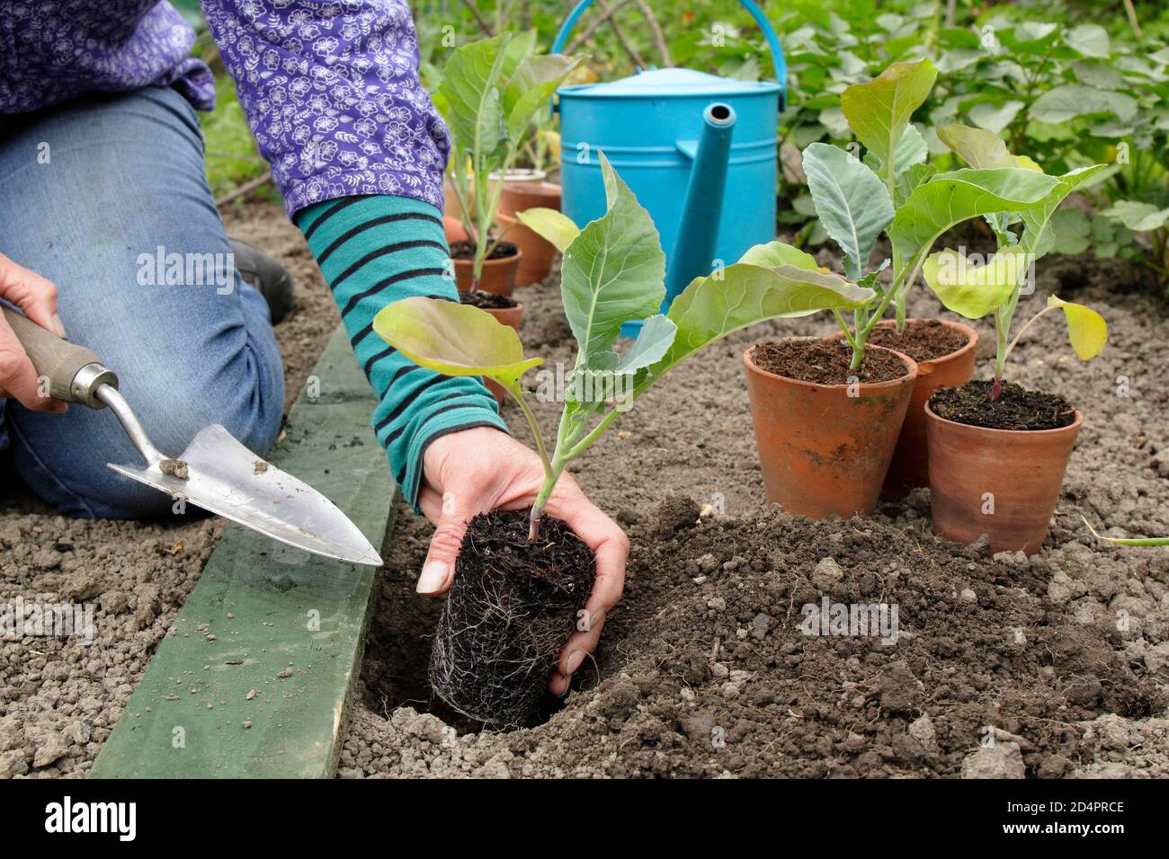 Brassica oleracea var. Botrytis. Mujer plantando plantas jóvenes de coliflor en una parcela de huerta. REINO UNIDO Foto de stock