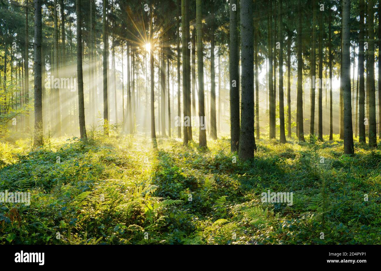 Bosque de abetos inundado de luz, sol brilla a través de la niebla, Flechtinger Höhenzug, Magdeburger Börde, Sajonia-Anhalt, Alemania, Europa Foto de stock