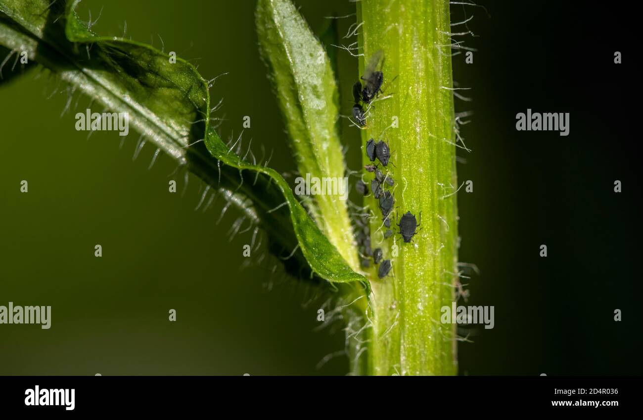 Áfidos ( Aphidoidea) en planta, Baviera, Alemania, Europa Foto de stock