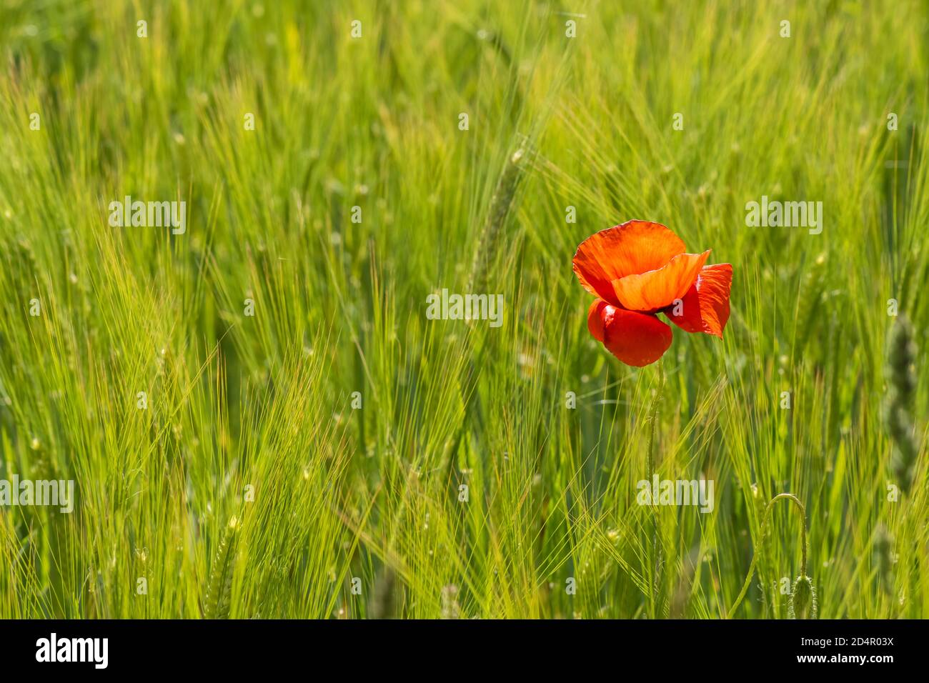 Amapola roja en flor (Papaver) en un campo de cebada, Alta Baviera, Baviera, Munich, Alemania, Europa Foto de stock
