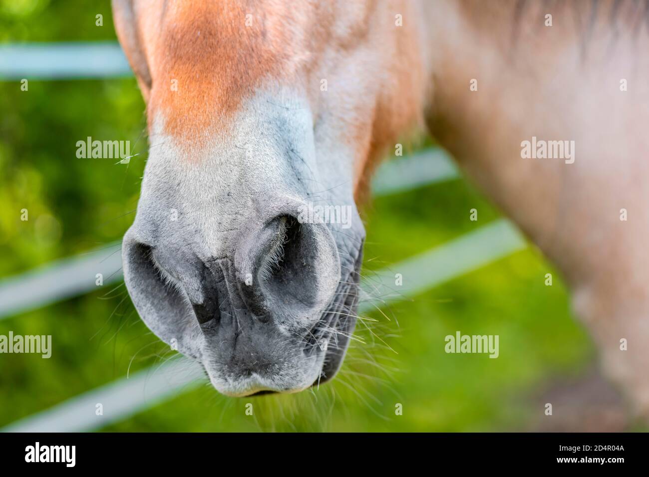 Nariz de un caballo marrón claro, Alta Baviera, Baviera, Alemania, Europa Foto de stock