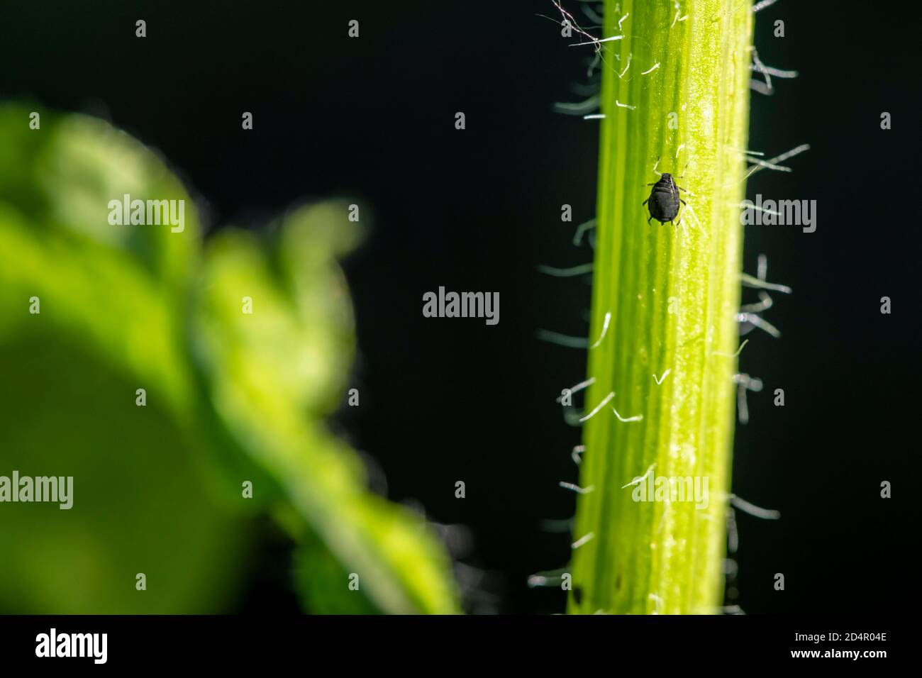 Áfido ( Aphidoidea) en planta, Baviera, Alemania, Europa Foto de stock