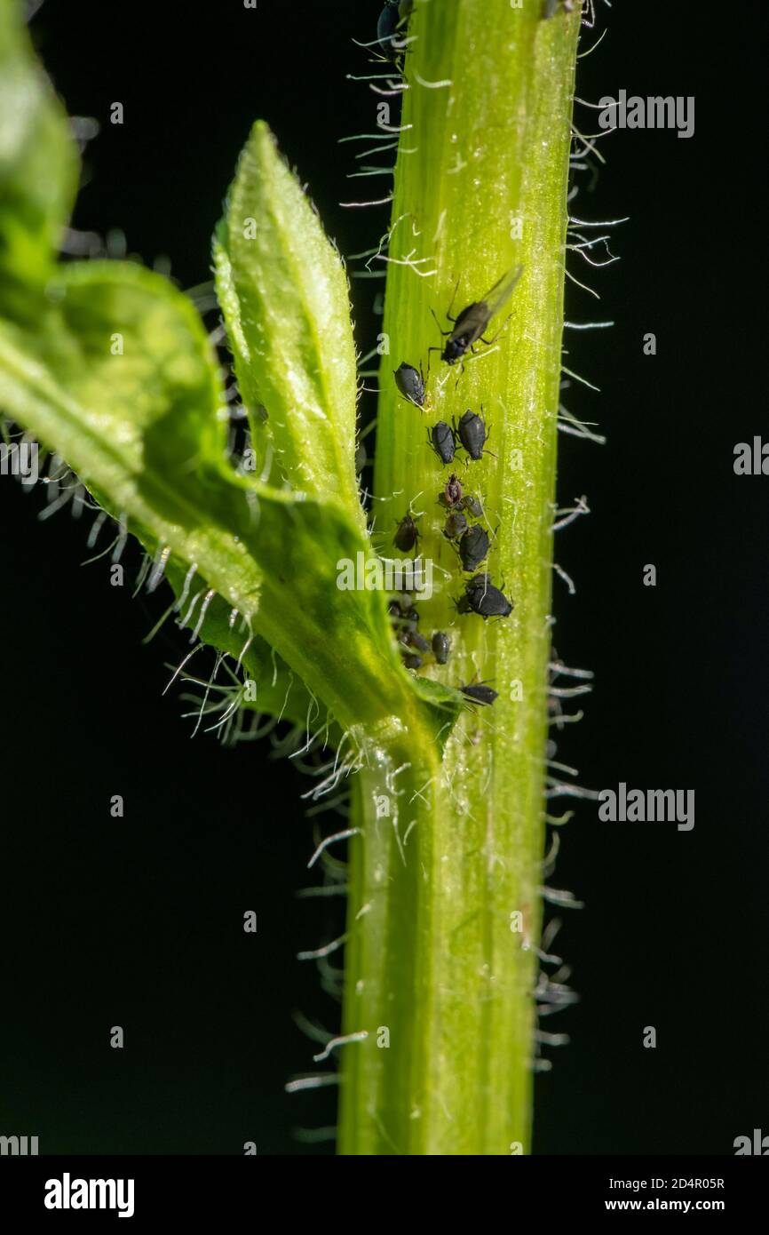Áfidos ( Aphidoidea) en planta, Baviera, Alemania, Europa Foto de stock
