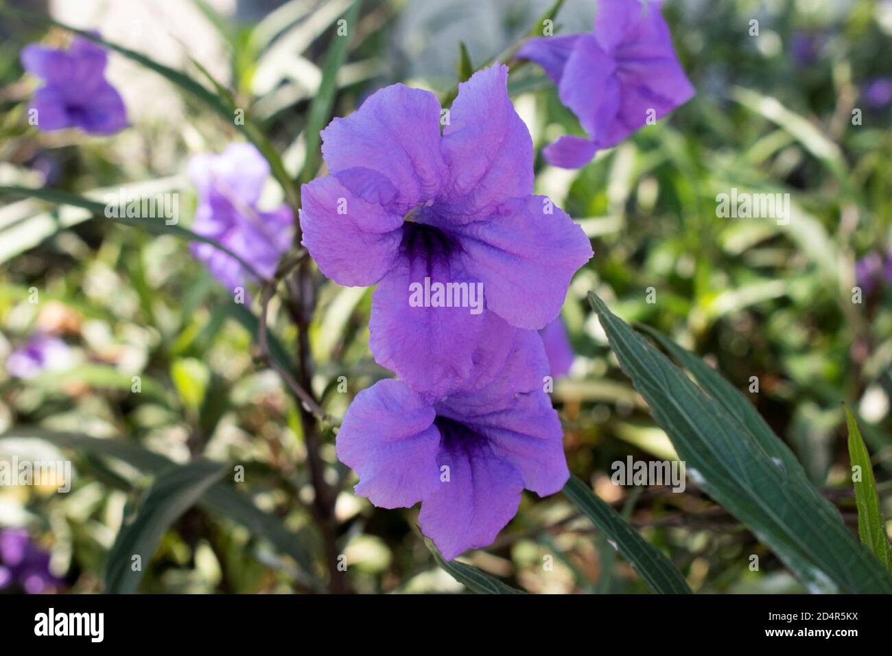 flor de petunia mexicana violeta en el parque de la costa norte Fotografía  de stock - Alamy