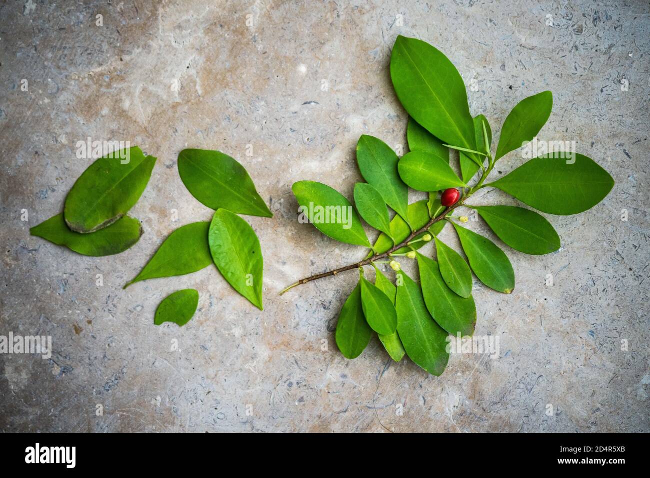 Planta de coca fotografías e imágenes de alta resolución - Alamy