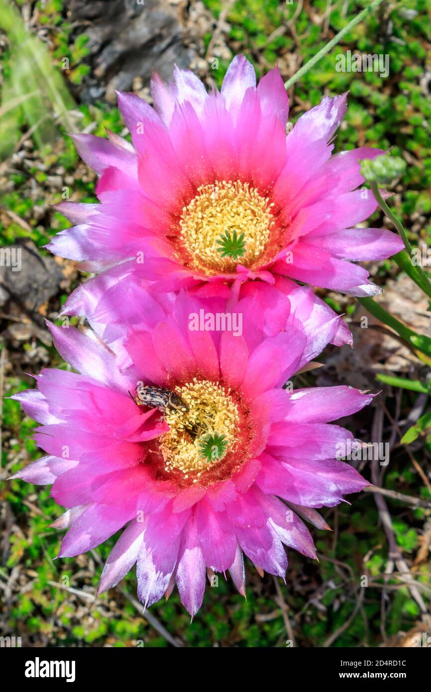 Flores de cactus de pera de color rosa (Opuntia). También florecen en  amarillo Fotografía de stock - Alamy